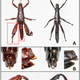 Image: Mikheyev et al, Curr Bio (2017)